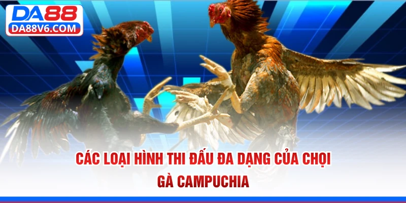 Các loại hình thi đấu đa dạng của chọi gà Campuchia