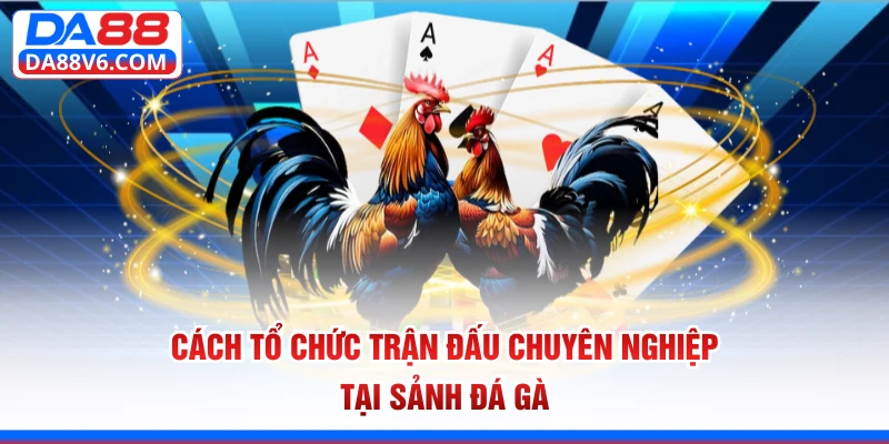 Cách tổ chức trận đấu chuyên nghiệp tại sảnh đá gà 