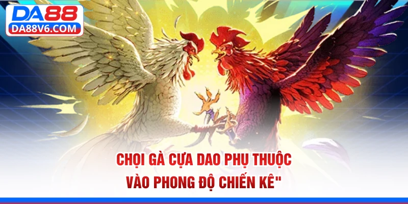 Chọi gà cựa dao phụ thuộc vào phong độ chiến kê