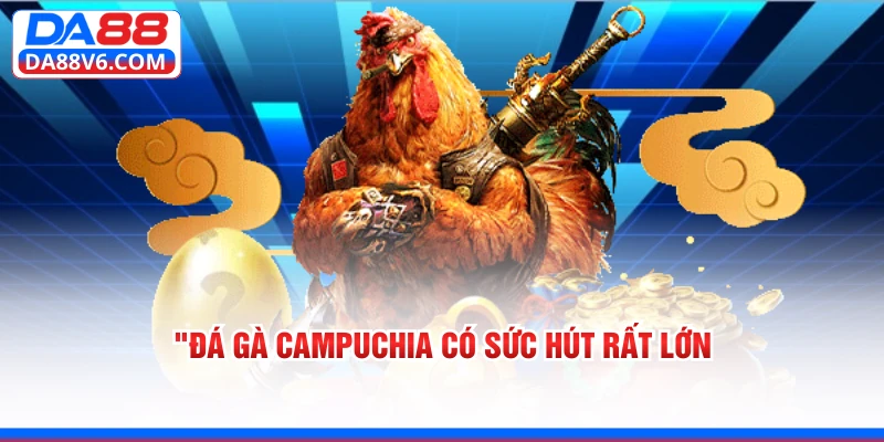 Đá gà Campuchia có sức hút rất lớn